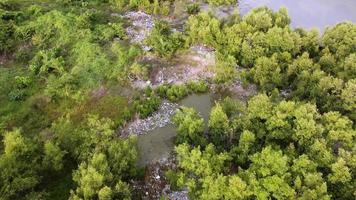 Aerial view the rubbish gather and trapped at green mangrove tree video