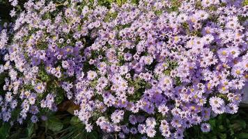 Flowering asters are perennial and honey bees. Flowers top view. Bright sunny day. video