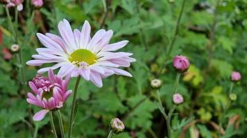 grande fioritura crisantemo su un' verde erboso sfondo con mini cuffie. autunno fiori. video