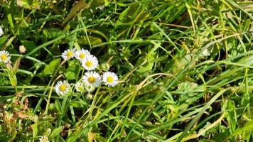 Field white flowers - Erigeron fleabane. Blooming aster camomile in a green field. Perennial, herbaceous plant of the Asteraceae family with upright stems. video