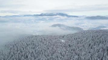 vue aérienne par drone de beaux paysages d'hiver dans les montagnes avec des pins couverts de neige. ciel noir et chute de neige. plan cinématographique. voyage d'hiver. video