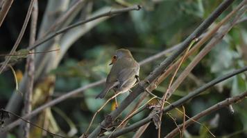 A robin perched on a tree branch looks around video