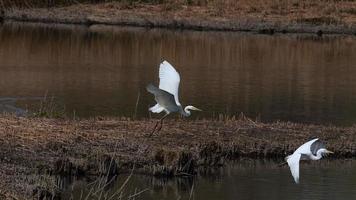 Two white heron flying above the swamp in slow motion video