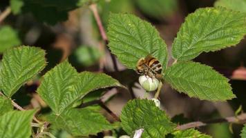 bee foraging on a flower video