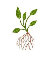 Plant with root. Vector hand drawn plant with green leaves and brown roots.