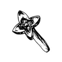 Vector clove sketch. Hand drawn dried cloves flower clip art.