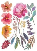 watercolor flower elements clipart vector