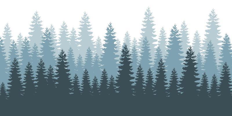 Coniferous forest background. Fog evergreen coniferous trees.