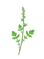 Vector illustration, Artemisia vulgaris or common mugwort, isolated on white background. Description88