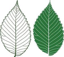 two green leaves vector