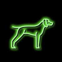 german shrothaired pointer dog neon glow icon illustration vector