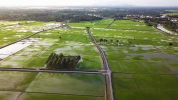 Aerial view fly over paddy field in morning sunrise video