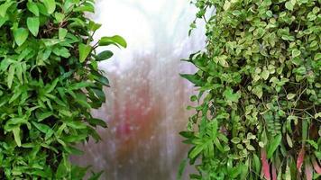 ornemental les plantes avec rideau de l'eau video