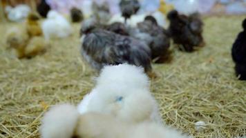 silkie chicken with straw floor video