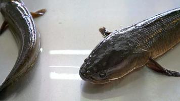 fresh striped snakehead fish in a market,Thailand video