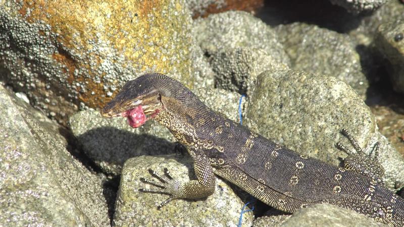 monitor-lizard-eat-meat-20607108-stock-video-at-vecteezy