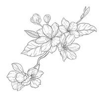 Floral Line Art, Sakura Flower Outline Illustration Set. Hand Painted Doodle Flowers. Perfect for wedding invitations, bridal shower and floral greeting cards. Black and white stencil flowers isolated vector