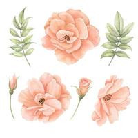 Watercolor floral set with pink peach Roses and green leaves. Hand drawn illustration for greeting cards or wedding invitations on isolated background. Botanical drawing with blooming plants and buds vector