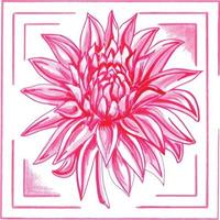 Pink dahlia in a frame. Floral botanical vector EPS illustration on a white background.