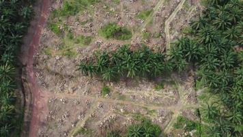 aéreo adelante y Mira abajo tierra claro actividad video