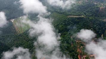 aéreo parte superior abajo ver plantación video