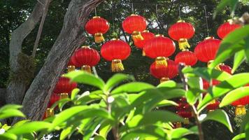 rood lantaarn Aan de boom. video