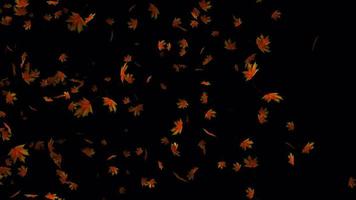 rojo arce hojas volador animación en 4k ultra alta definición, hermosa animación para antecedentes video