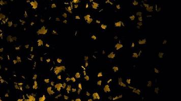 geel esdoorn- bladeren vallend animatie in 4k ultra hd, mooi animatie voor achtergrond video