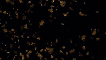 Maple leaves falling animation in 4K Ultra HD, Beautiful animation for background video