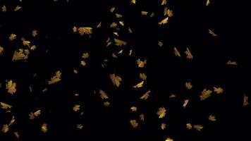 magnifique feuilles chute animation dans 4k ultra HD, feuilles animation pour Contexte video