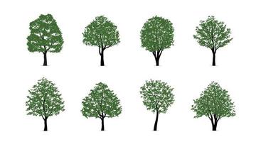 Set of green tree isolated on white background for landscape design and architectural compositions with backgrounds. Vector illustration.