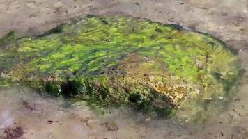 pedras rochas corais turquesa verde azul água na praia méxico. video