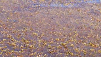 Agua de playa muy asquerosa con alga roja sargazo caribe mexico. video