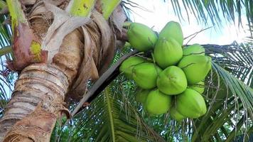tropisk naturlig handflatan träd kokosnötter blå himmel i Mexiko. video