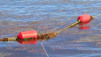 Boje im ekelhaften Strandwasser Rotalgen Sargazo Karibik Mexiko. video