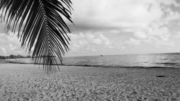 tropisk karibiska strand palmer turkos vatten playa del carmen Mexiko. video