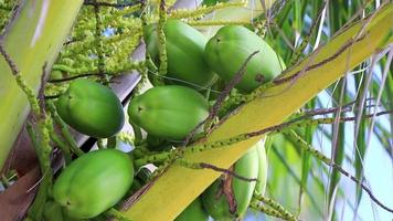 Tropical natural palm tree coconuts blue sky in Mexico. video