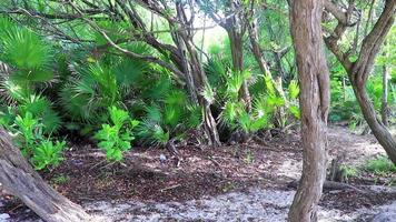 karibischer strand pflanzt palmen im dschungelwald natur mexiko. video