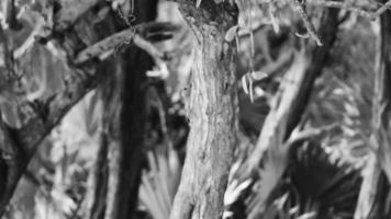 Rotbauchspecht-Hammerbohrer auf Baumstamm in Mexiko. video