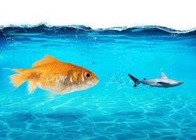 Big goldfish attacks a scared shark in the ocean. concept of bravery photo