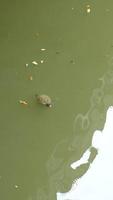 Young turtle swimming in water video