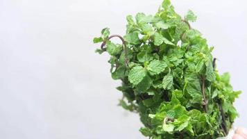 Green herbs on white wooden table video