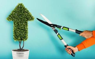 Gardener cuts a plant with a shape of arrow. concept of success and improvement. cyan background photo