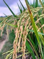 rice field photo