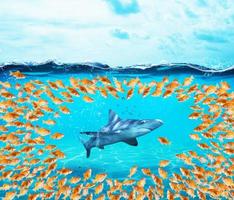 Goldfishes group surround the shark. Concept of unity is strenght,teamwork and partnership photo