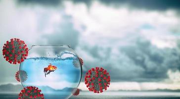 Quarantine concept with an isolated goldfish in its ampoule so as not to get sick photo