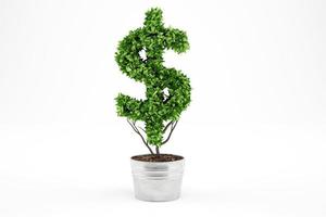 Potted plant with dollar shape. 3D Rendering photo