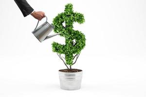 Potted plant with dollar shape. 3D Rendering photo