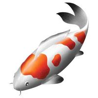 koi pescado en blanco antecedentes. vector