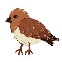 Hand drawn illustration of sparrow isolated on white background. vector